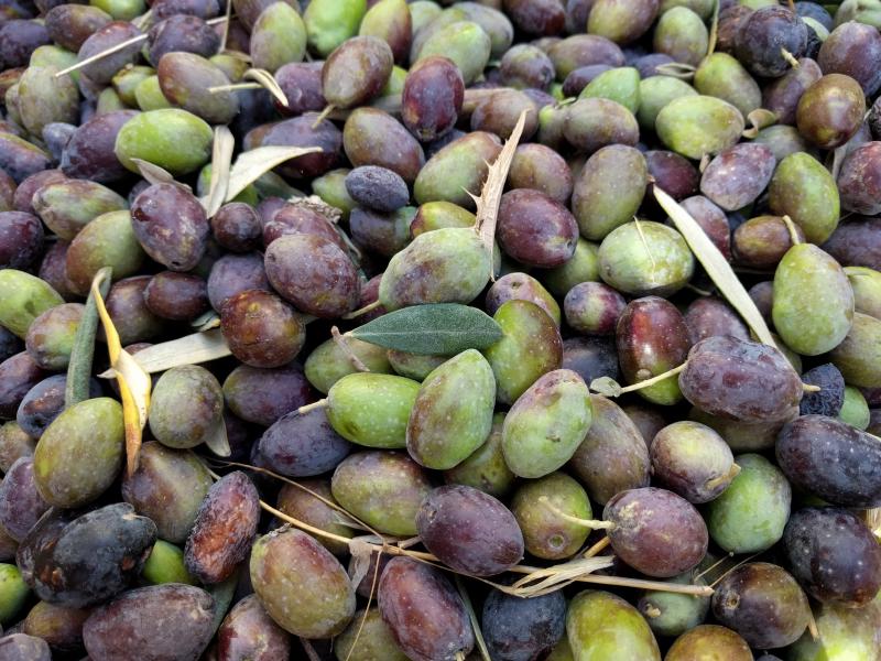 Freshly picked olives